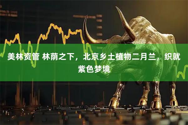 美林资管 林荫之下，北京乡土植物二月兰，织就紫色梦境